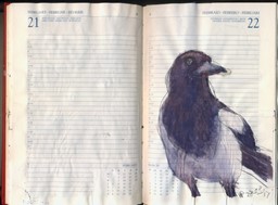 Show details for Thieving Magpie Picture of Thieving Magpie