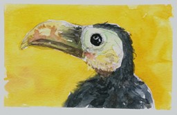 Show details for Cute Baby Tucan Picture of Cute Baby Tucan
