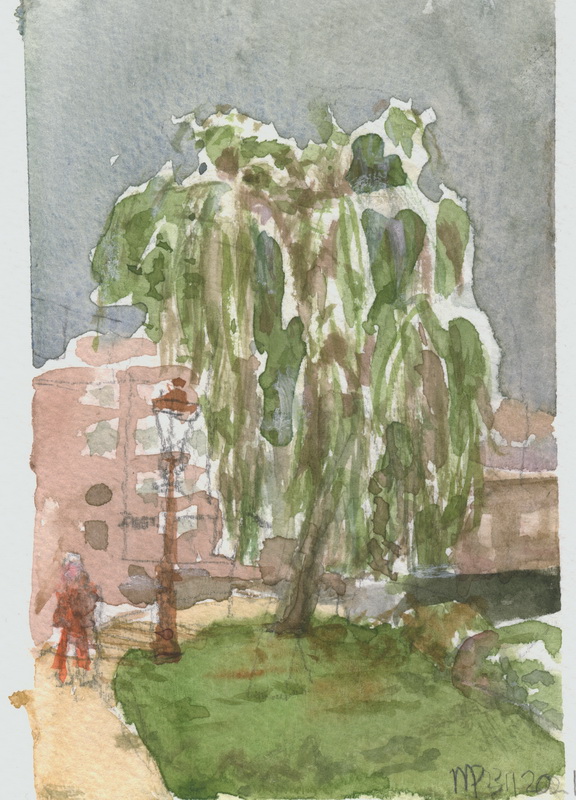 Picture of weeping willow